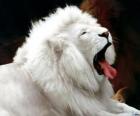 Λιοντάρι λευκό